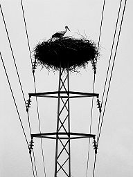 stork-on-voltage.jpg