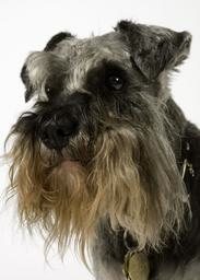 schnauzer-hero.jpg