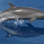 dolphin-noaa.jpg