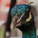 peacock-face.jpg
