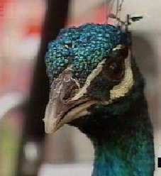 peacock-face.jpg