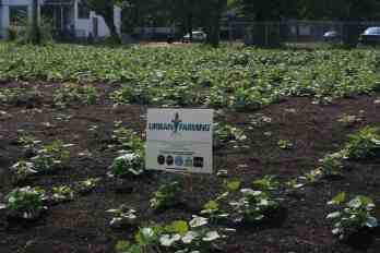 urban-farming-detroit.jpg