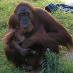 626px-female_orangutan__baby_perthzoo_smc_sept_2005.jpg