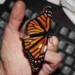 butterfly-mended.jpg