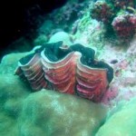 giant-clam-fluted.jpg
