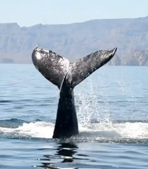 photo via video from Great Whale Conservancy