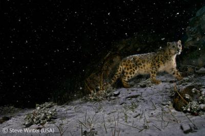 snow-leopard-phtog-steve-winter.jpg
