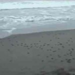 turtle-hatchilings-beach.jpg