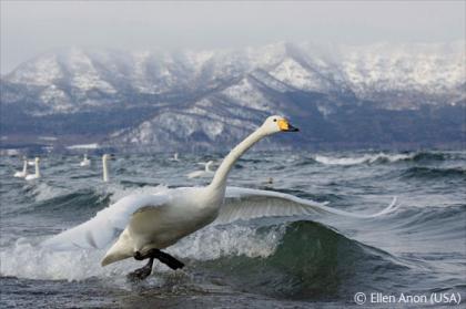 whooper-lift-off-ellen-anon.jpg