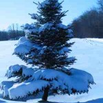 snowy-tree-mequon.jpg