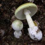 death-cap-mushrooms.jpg