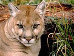 Florida panther