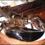 lobster-20-lb.jpg