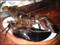 lobster-20-lb.jpg