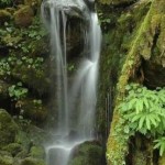 waterfall_ferns.jpg