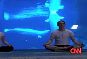 beluga-whale-yoga.jpg