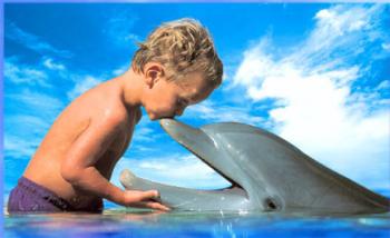 dolphin photo by Sun Star