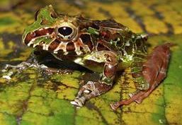 rain-frog-colombia.jpg