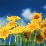 sunflower-group