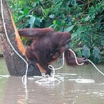 orangutan-catches-rope.jpg
