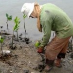 planting-mangroves-ci-photo.jpg
