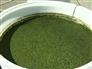 algae-bucket-sm.jpg