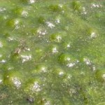 algae-jim-conrad.jpg