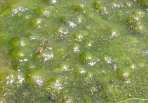 algae-jim-conrad.jpg