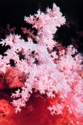 carnation-coral-red-sea.jpg
