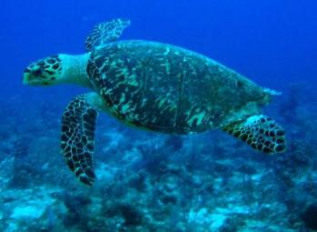 hawksbill sea turtle