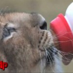 lion-cub-bottle-ap.jpg