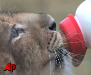 lion-cub-bottle-ap.jpg