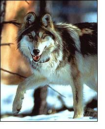 mexican-gray-wolf.jpg