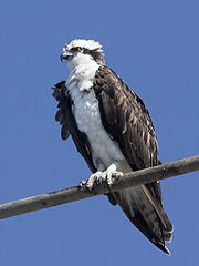 osprey_perched.jpg