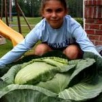 cabbage grown by girl -File Photo