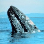 gray whale-noaa