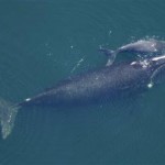 right-whale-w-calf.jpg