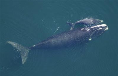 right-whale-w-calf.jpg