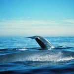 blue whales - photo by NOAA