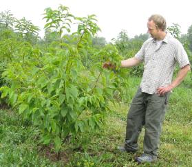 chestnut-sapling-purdue.jpg