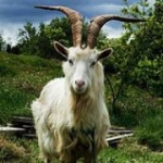 irish_goat.jpg