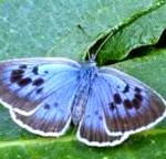 large-blue-butterfly.jpg