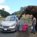 elephant-car-wash.jpg