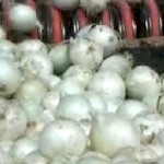 onion-production-line.jpg