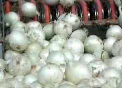 onion-production-line.jpg