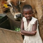 rwandan-cow-heifer-intl-geoff-oliver-bugbee.jpg
