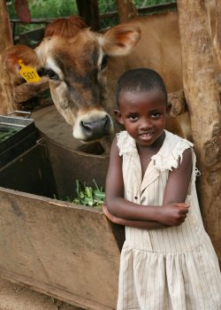 rwandan-cow-heifer-intl-geoff-oliver-bugbee.jpg