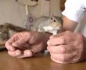 squirrel-in-human-hands.jpg