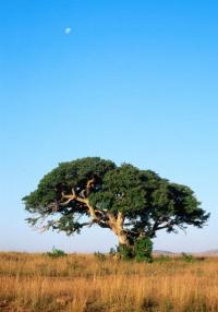 African tree
