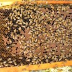 bee-colony.jpg